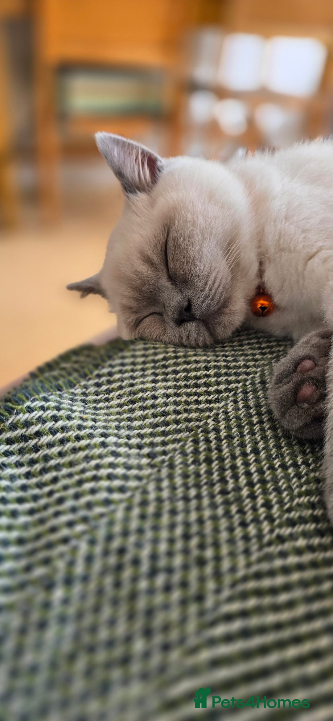 British Shorthair cats for sale: British Shorthair kittens  - Image 2