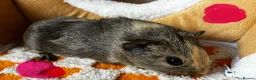 Guinea Pig rodents for sale: Baby Male & Female Guinea Pigs - Advert 5