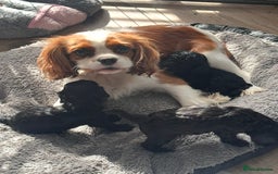 Cavapoo dogs for sale: F1 TOY CAVAPOOS ‘ONYX’ HEALTH TESTED - Image 13
