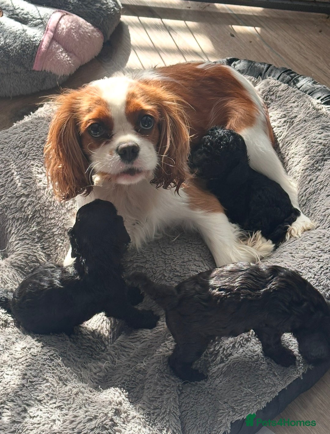 Cavapoo dogs for sale: F1 TOY CAVAPOOS ‘ONYX’ HEALTH TESTED - Image 13
