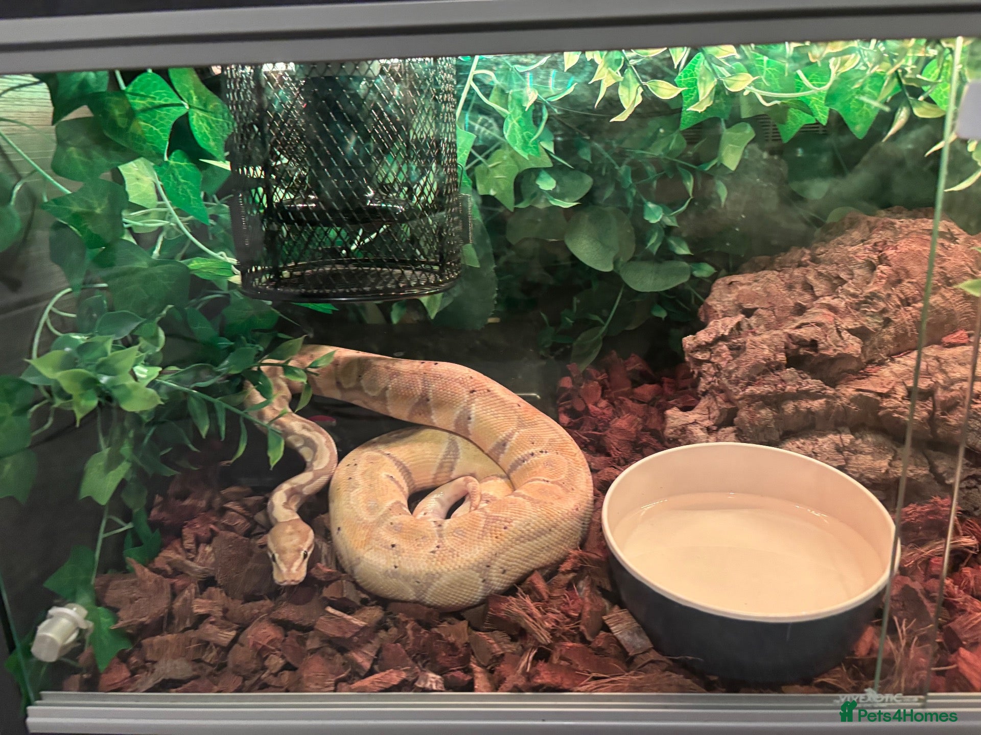 Python Snake reptiles Ball python  - Advert 1