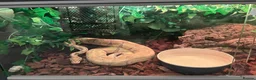 Python Snake reptiles for sale: Ball python  in Mansfield - Advert 1