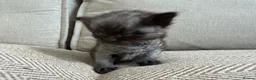 British Shorthair cats for sale:     Beautiful British Shorthair Cross Kittens - Advert 12