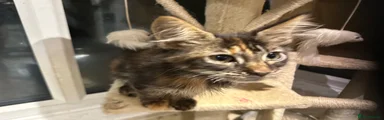 Maine Coon 5 goffie