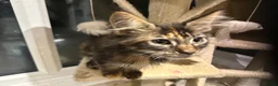 Maine Coon cats for sale: Tica reg Maine coons - Advert 6