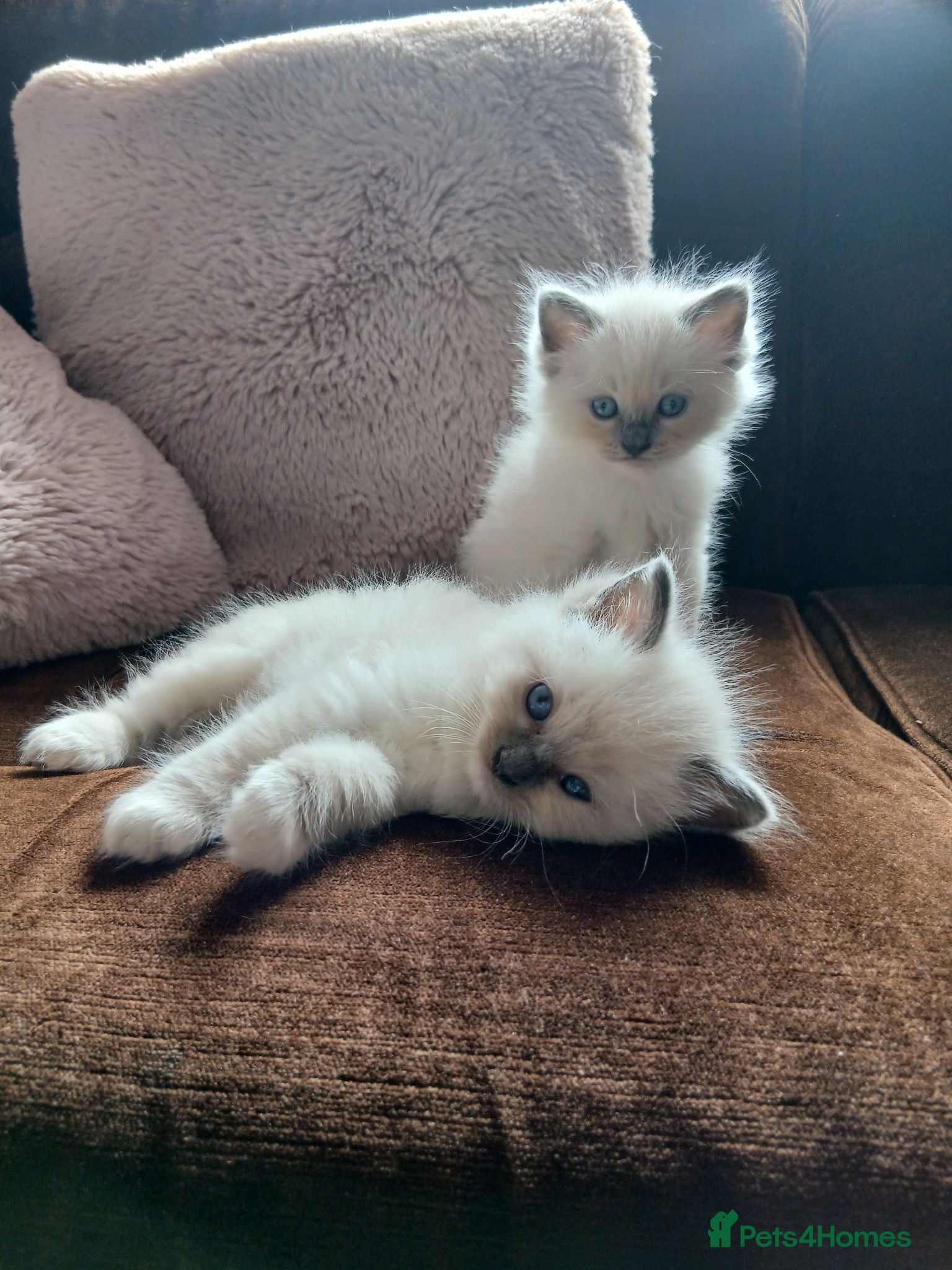 Ragdoll cats Stunning balls of fluff, beautiful Ragdoll kittens - Advert 13