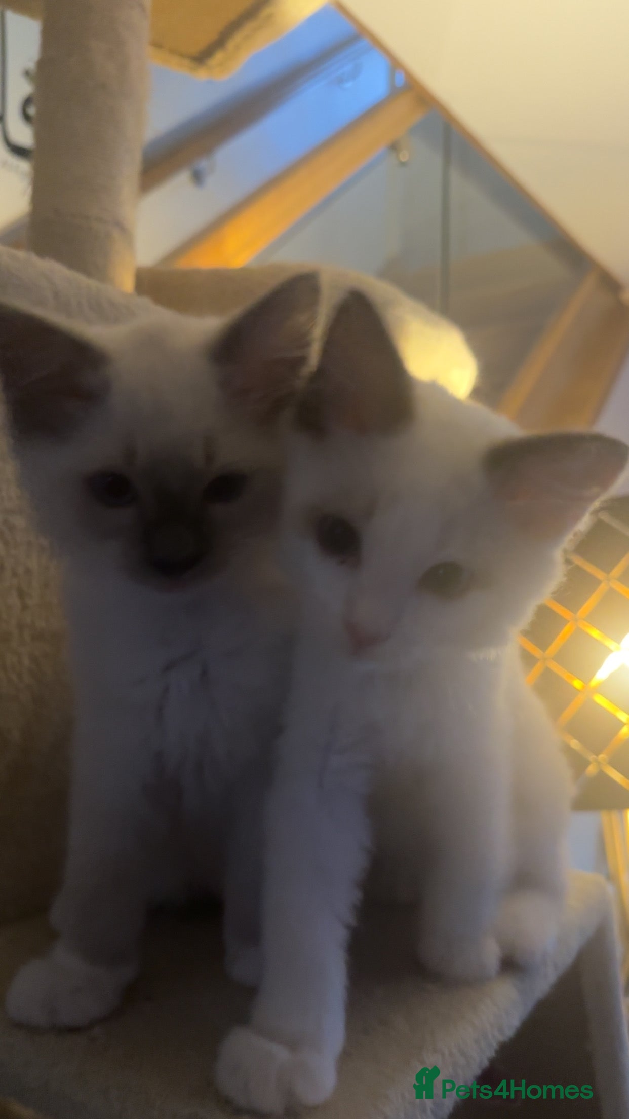 Ragdoll cats !!READY TO LEAVE!! beautiful ragdoll kittens - Advert 2