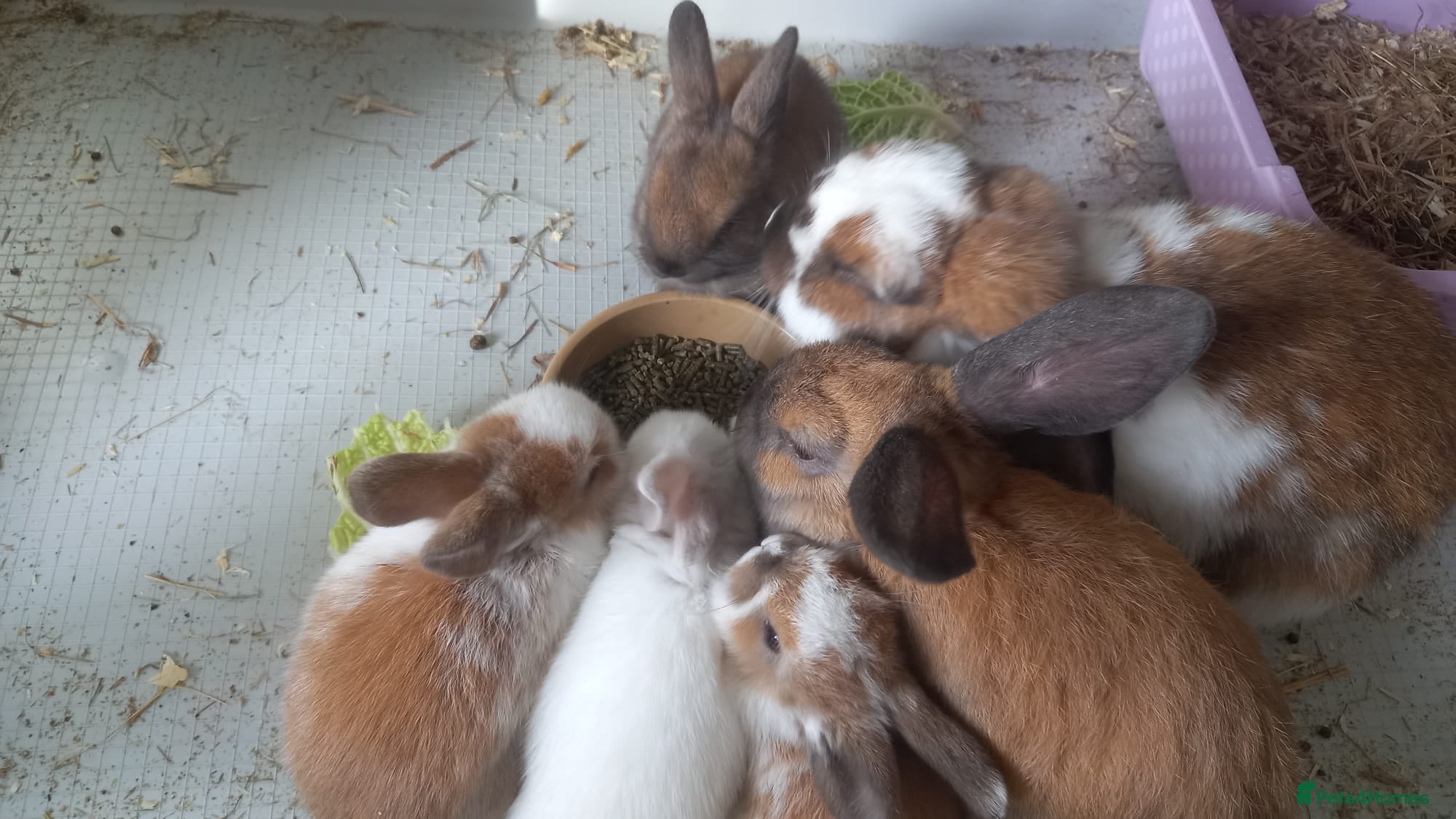 Mini Lop rabbits Beautiful Mini Baby Lops, different ages - Advert 18