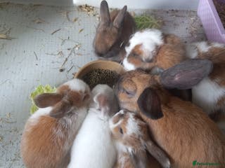 Mini Lop rabbits Beautiful Mini Baby Lops, different ages - Advert 18