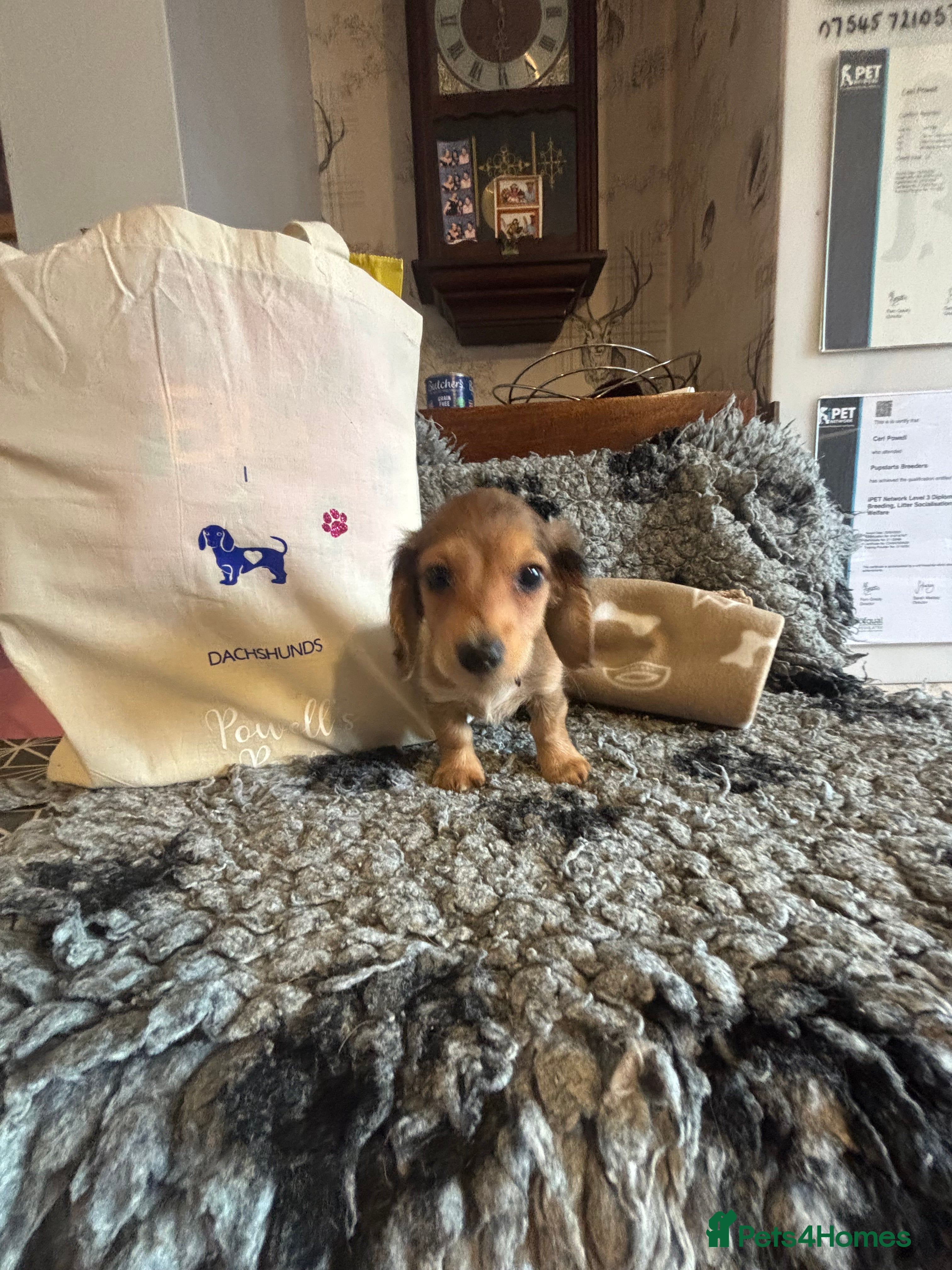 Miniature Dachshund dogs Here at Powells paws we have a beautiful litter. - Advert 6