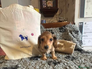 Miniature Dachshund dogs Here at Powells paws we have a beautiful litter. - Advert 6