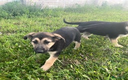 German Shepherd dogs for sale: 2 German Shepherd Bitches Ready Now - Image 24