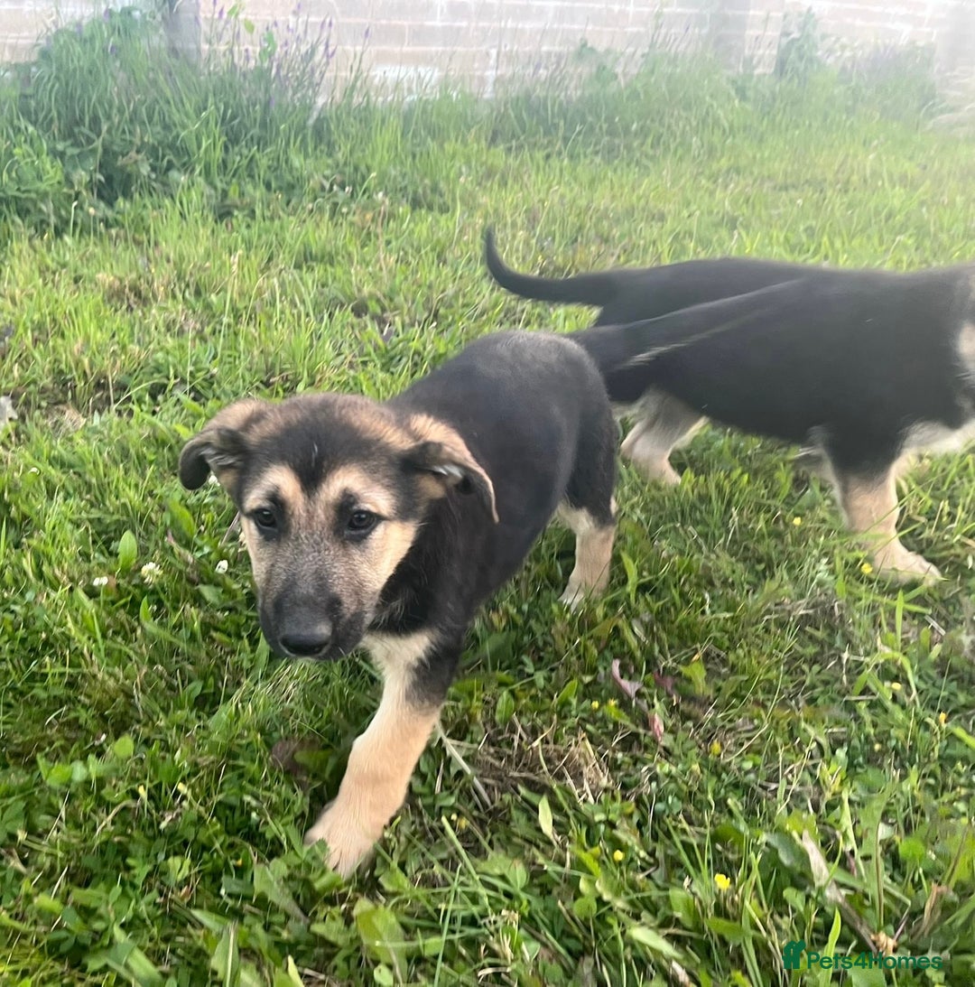 German Shepherd dogs for sale: 2 German Shepherd Bitches Ready Now - Image 24