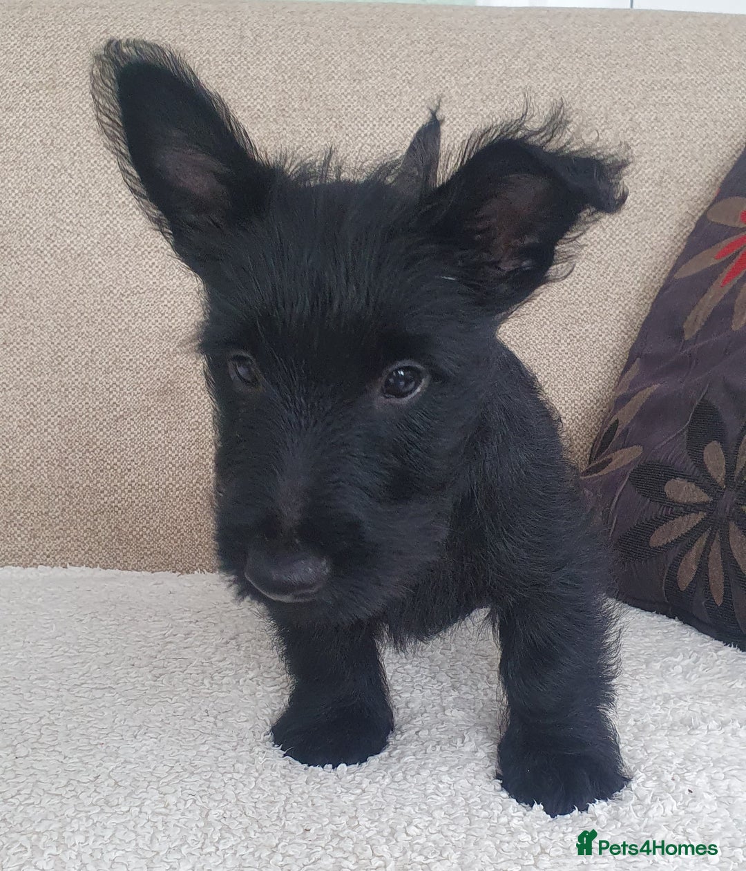 Scottish Terrier dogs for sale: Girl KC Reg vWD/CMO Clear Scottish Terrier Puppy  - Image 2