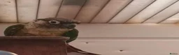 Mixed Breed birds for sale: Breeding pairs of Conures  - Advert 3