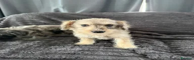 Schnoodle 2