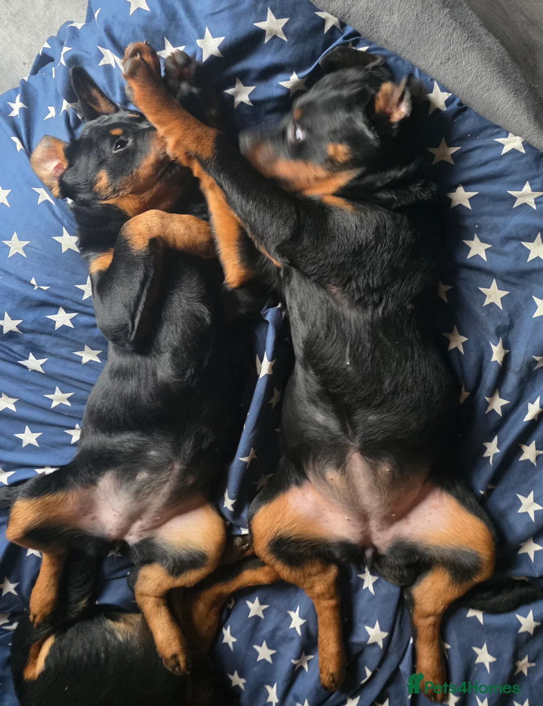 Rottweiler dogs for sale: Rottweiler puppies  - Advert 9