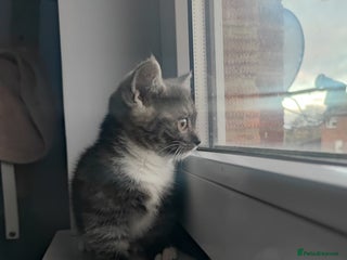 Devon Rex cats Munchkin x Devon rex - Advert 4