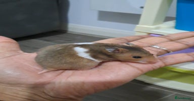 Hamster rodents - Advert 3