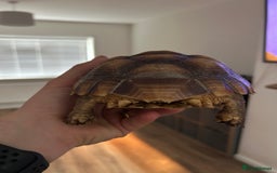 Tortoise reptiles for sale: 2yo Sulcata Tortoise - Image 3