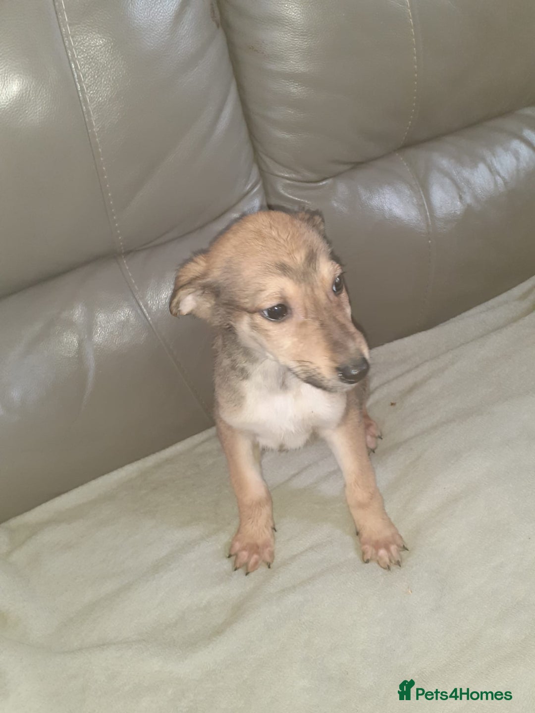 Mixed Breed dogs for sale: Saluki cross Chinese red dog - Advert 7