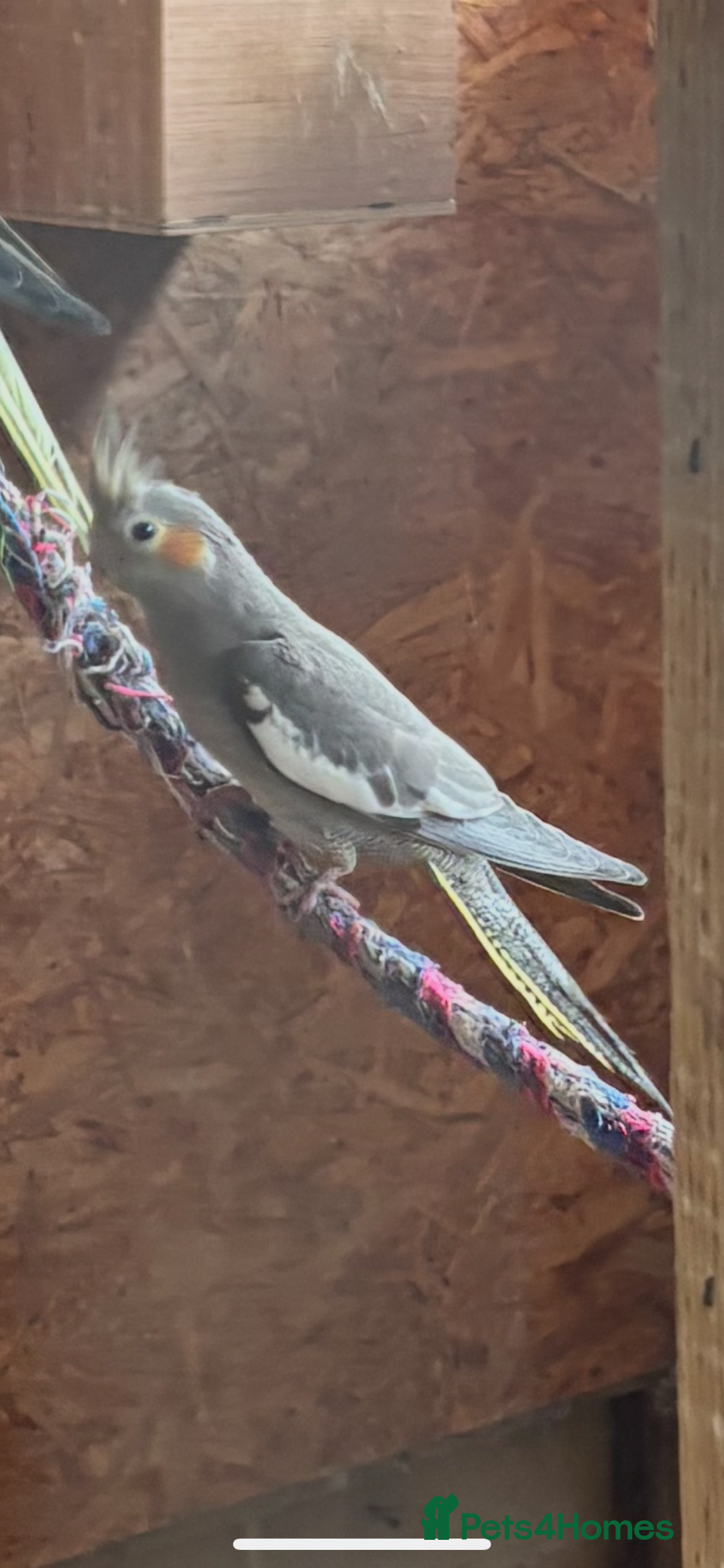 Cockatiels birds for sale: 2 cockatiels  - Image 1