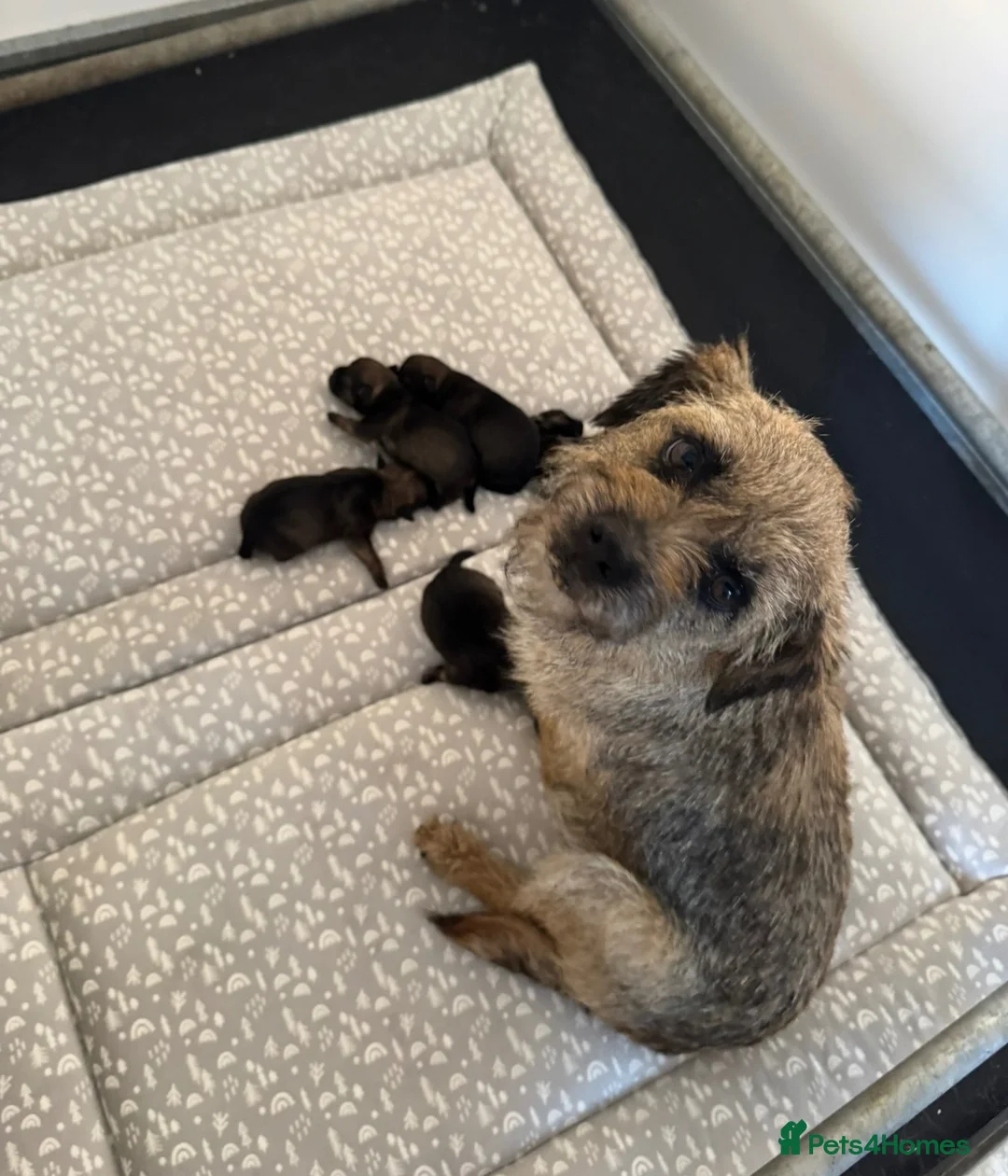 Border Terrier dogs for sale: Beautiful Border Terriers - Advert 2