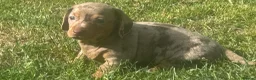 Dachshund dogs for sale: Beautiful, loving, Daschound babies - Advert 22