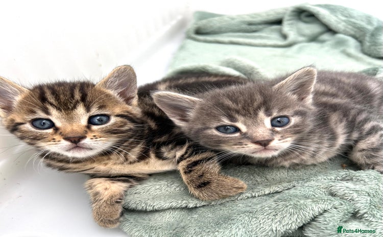 Bengal cats - Advert 16