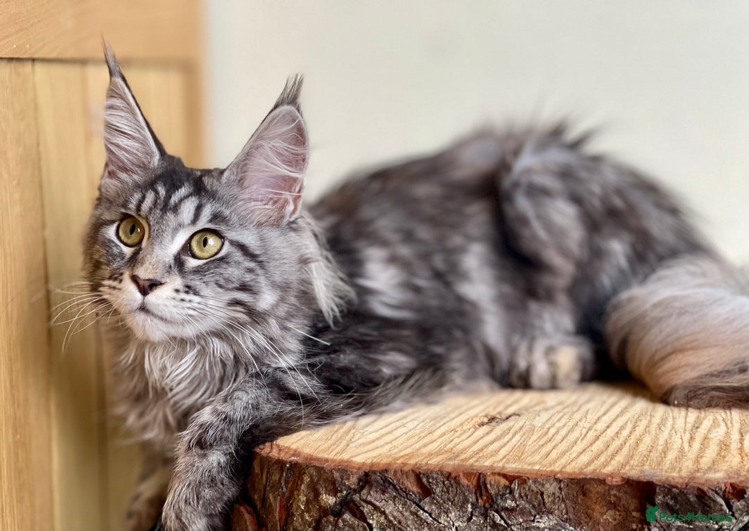 Maine Coon cats for sale: Beautiful pure bread Maine Coon kittens - Image 23