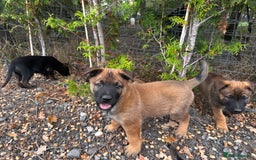 Belgian Shepherd Dog dogs for sale: Male Belgium shepherd pup - Image 2
