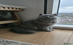 British Longhair cats for sale: Beautiful British Longhair female  - Advert 8