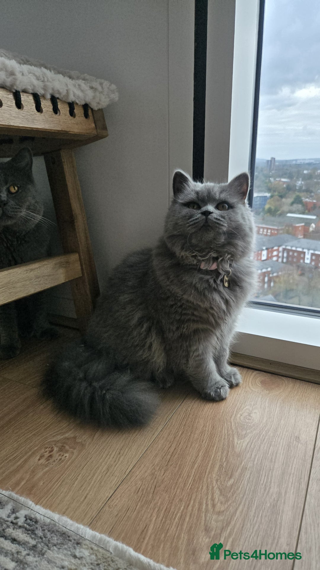 British Longhair cats for sale: Beautiful British Longhair female  - Advert 8