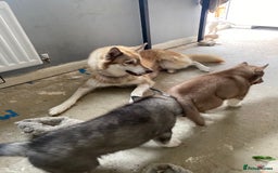 Siberian Husky dogs for sale: Brown girl Siberian husky.  - Image 5