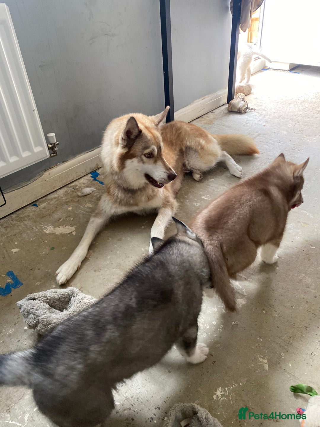 Siberian Husky dogs for sale: Brown girl Siberian husky.  - Image 5