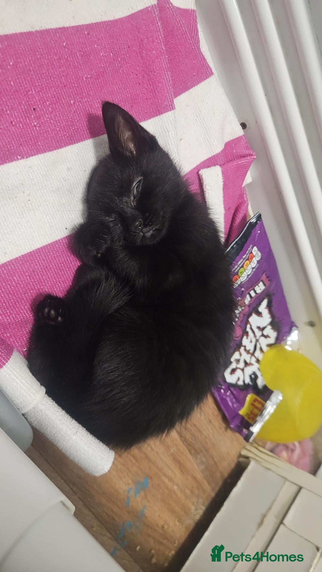 Mixed Breed cats Black female kitten  - Advert 1