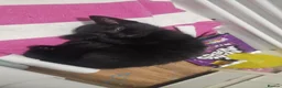 Mixed Breed cats for sale: Black female kitten  in Leicester - Advert 1