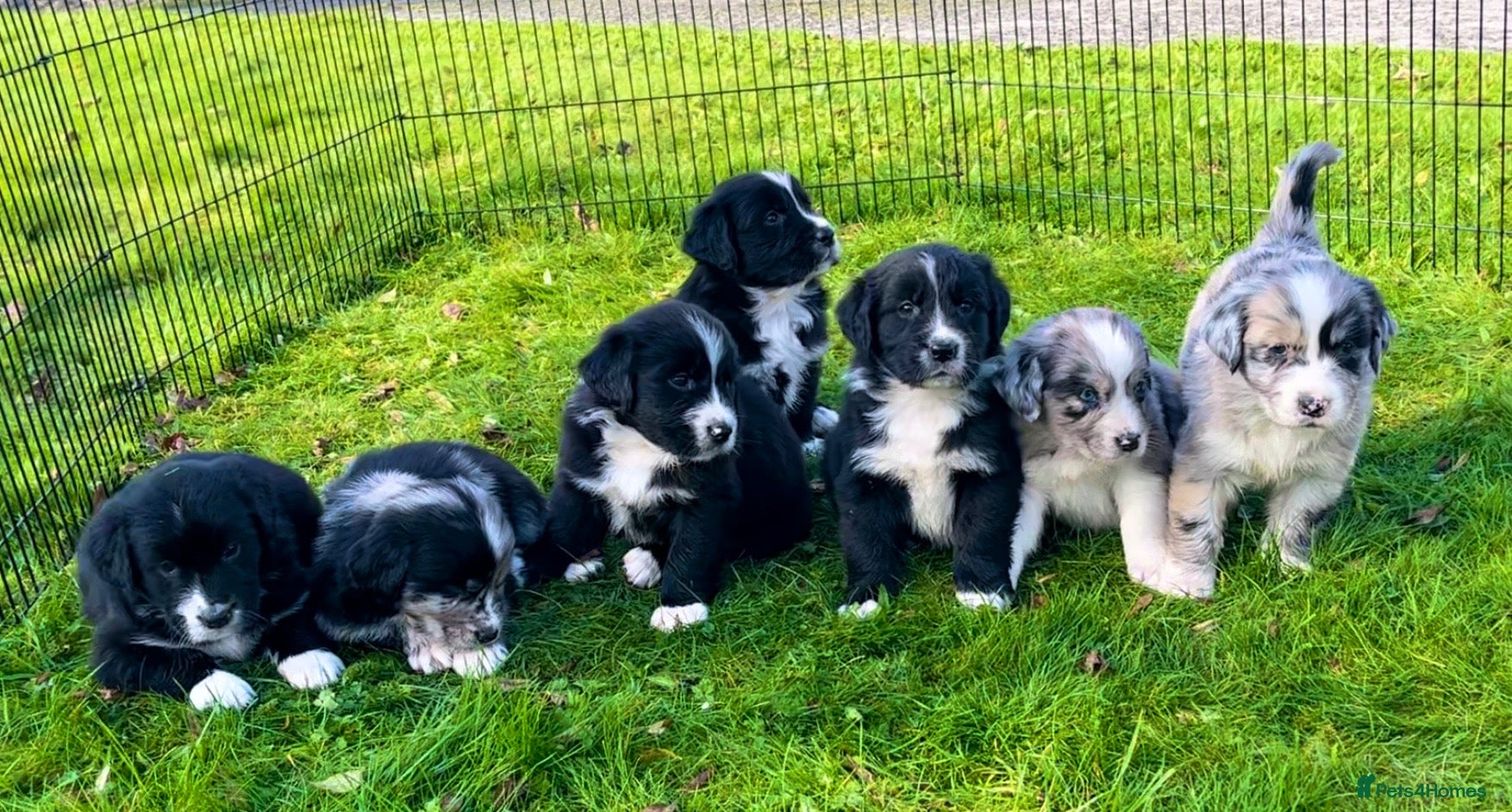 Mixed Breed dogs Golden Retriever x Australian Shepherd Puppies - Advert 1