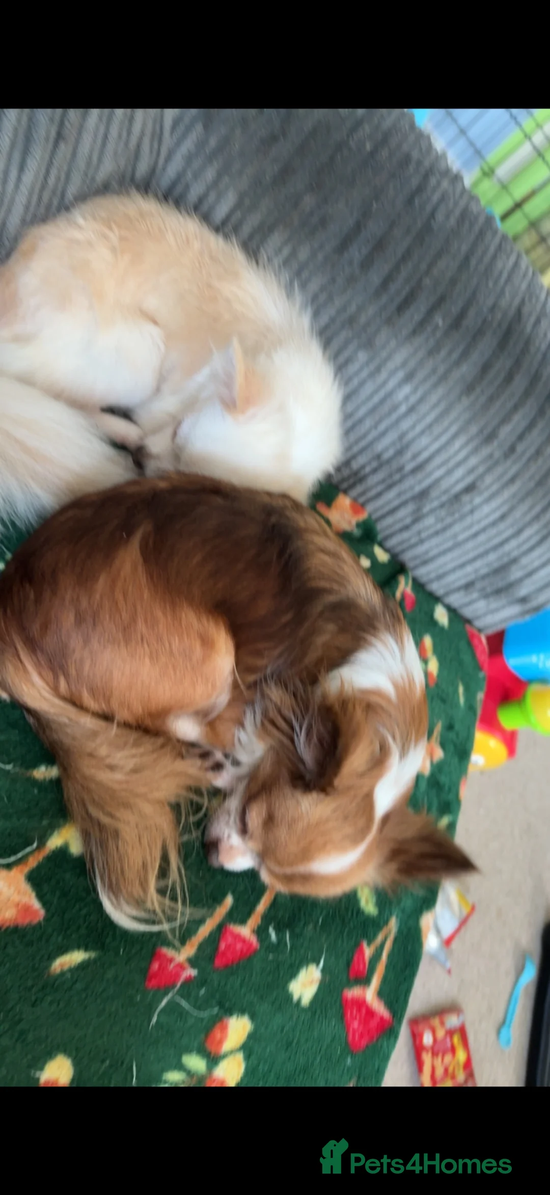 Mixed Breed dogs for sale: Two beutiful female girl dogs  - Advert 6