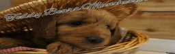 Mini Goldendoodle dogs for sale: Superb home-bred F1 Mini Goldendoodles KC parents - Advert 17