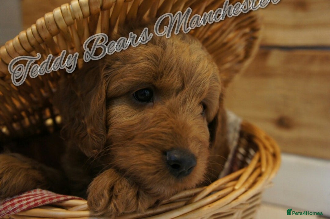 Mini Goldendoodle dogs for sale: Superb home-bred F1 Mini Goldendoodles KC parents - Advert 17
