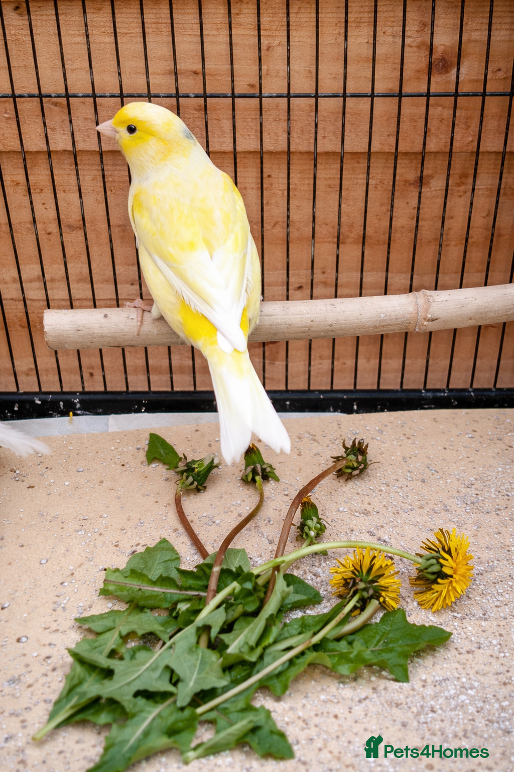 Canaries birds Beautiful male canaries for sale - Advert 1