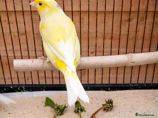 Canaries birds Beautiful male canaries for sale - Advert 1