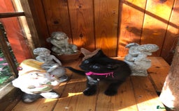 Mixed Breed cats for sale: Adorable kitty For black cat lovers  - Image 1