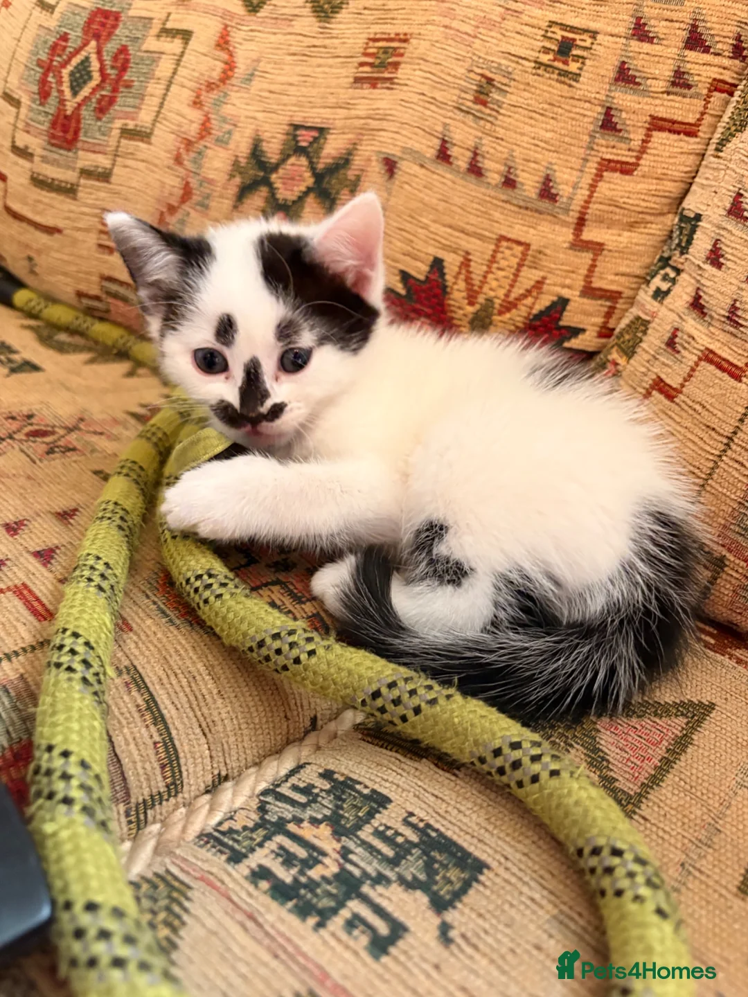 Mixed Breed cats for sale: Seven beautiful kittens that need new homes - Advert 20