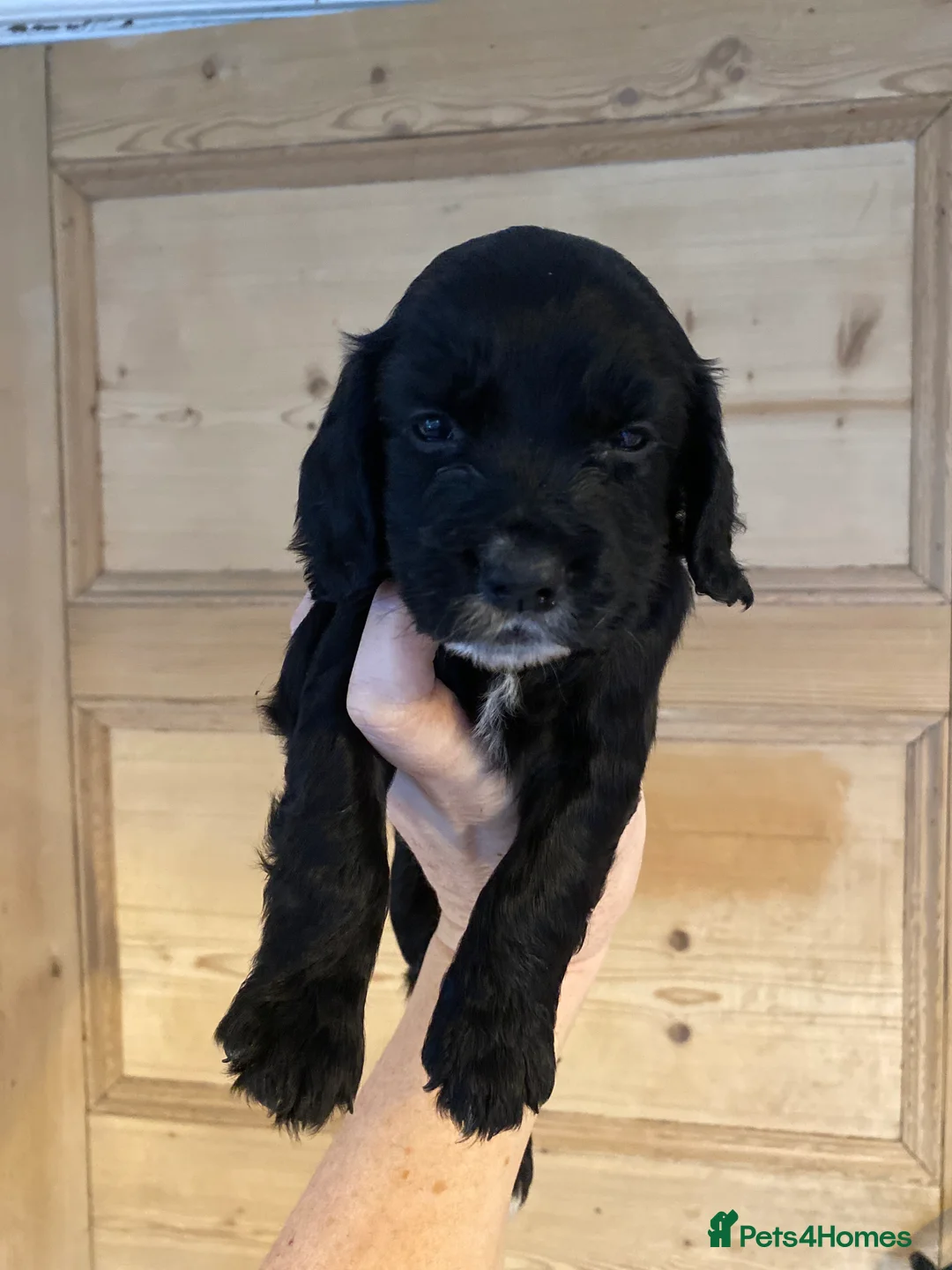 Cocker Spaniel dogs for sale: KC REGISTERED WORKING COCKER SPANIEL PUPPIES  - Advert 9