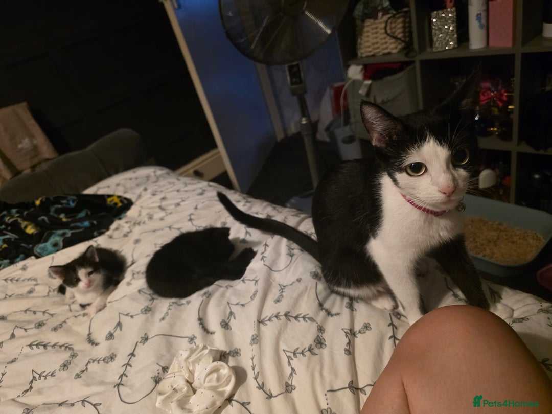 British Longhair cats for sale: 1 harlequin female and 1 British short haired  - Image 7