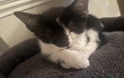 Domestic Shorthair cats for sale: Gorgeous mixed kittens  - Image 10