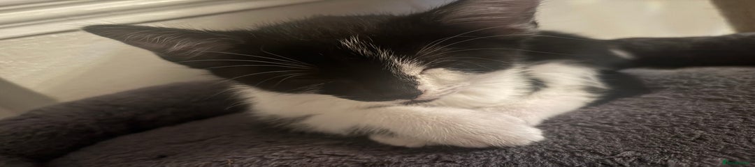 Domestic Shorthair Kitten 5