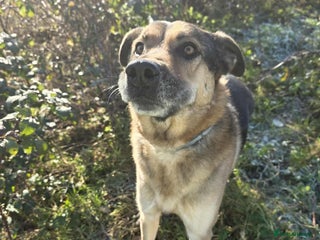 German Shepherd dogs Bruno needs a foster or forever home - Advert 1